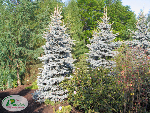 picea_pungens_hoopsii