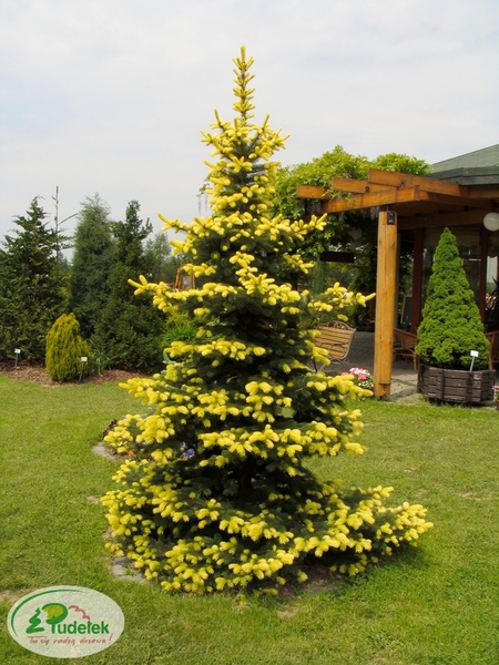 picea_pungens_maigold