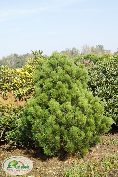 pinus_leucodermis_compact_gem