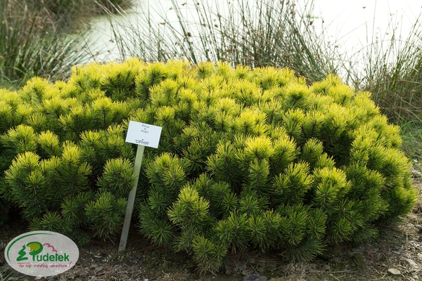 pinus_mugo_ophir
