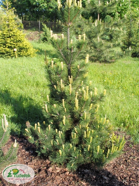 pinus_mugo_pal_maleter