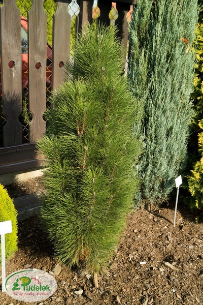 pinus_nigra_green_tower