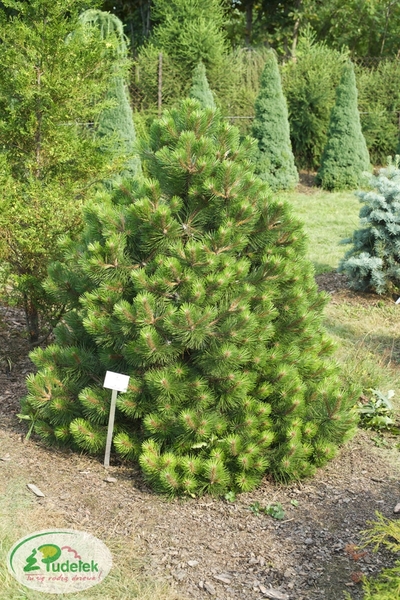 pinus_nigra_helga