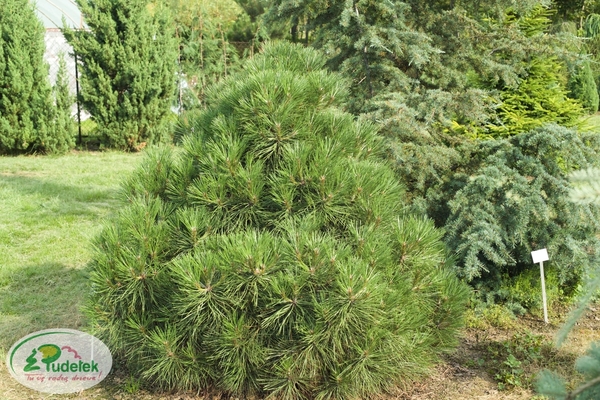 pinus_nigra_spielberg