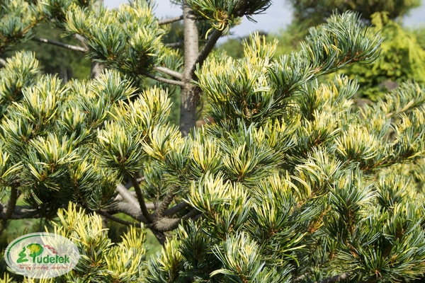 pinus_parviflora_fukai