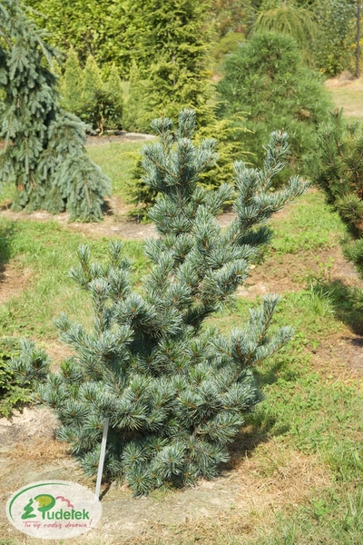 pinus_parviflora_ryu-ju