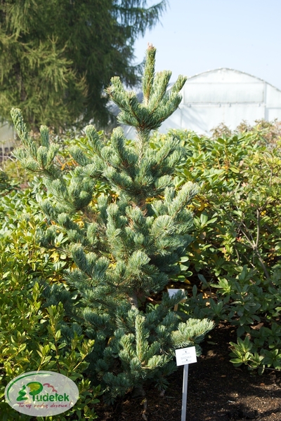 pinus_parviflora_shizukagoten