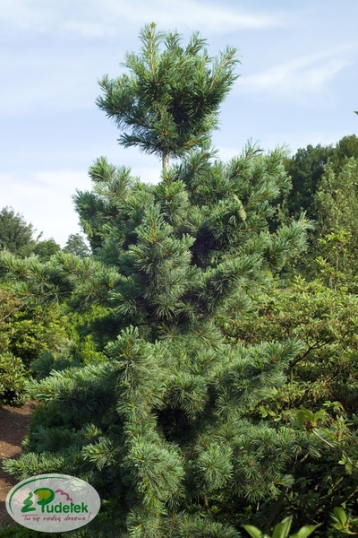 pinus_parviflora_tempelhof