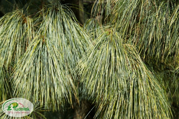 pinus_wallichiana_zebrina