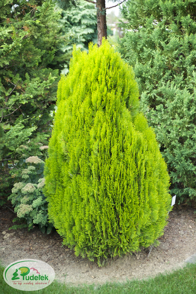 platycladus_orientalis_aurea_nana