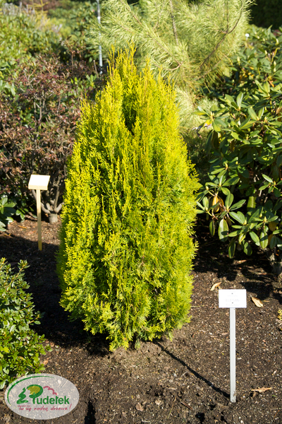 platycladus_orientalis_elegantissima