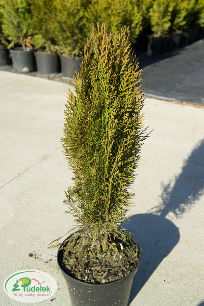 platycladus_orientalis_justyna