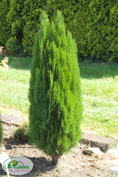 platycladus_orientalis_smolin