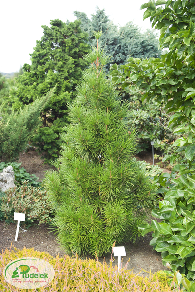 sciadopitys_verticillata