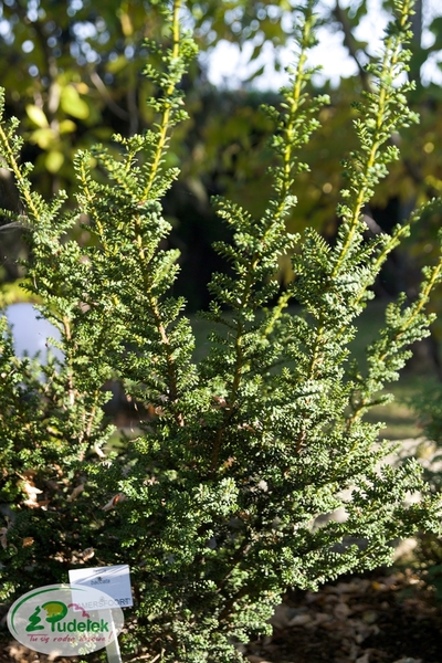 taxus_baccata_amersfoort
