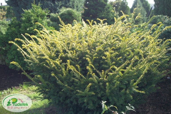 taxus_baccata_elegantissima