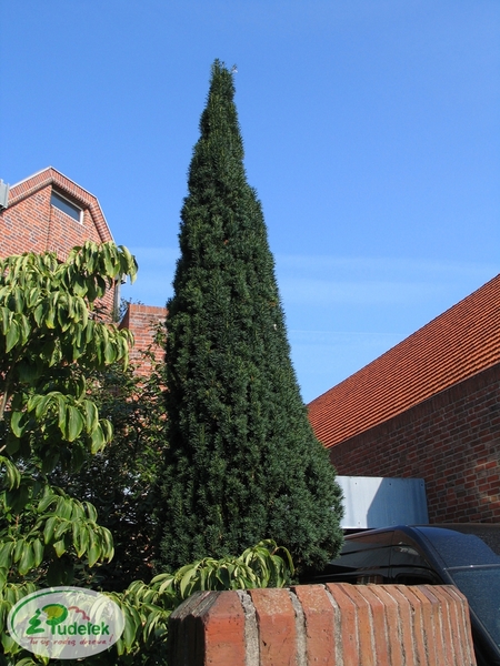 taxus_baccata_fastigiata_robusta