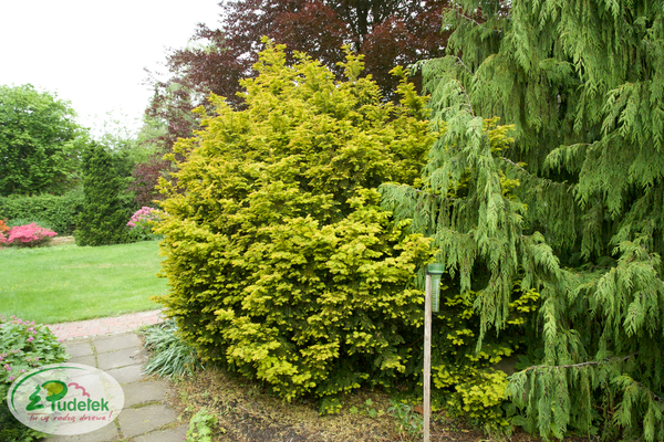 taxus_baccata_semperaurea