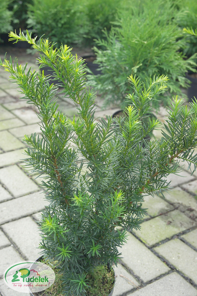 taxus_media_densiformis