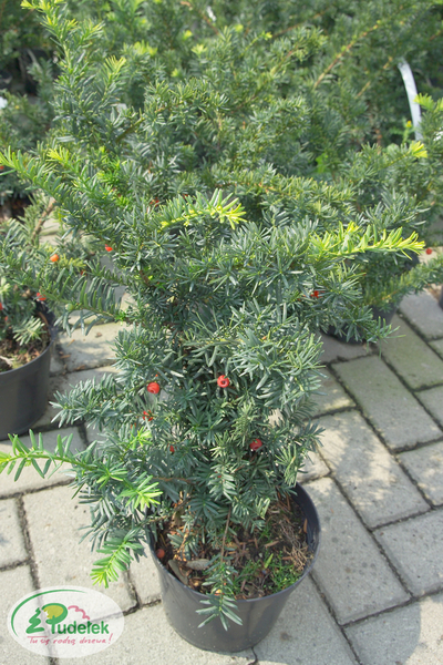 taxus_media_fairview