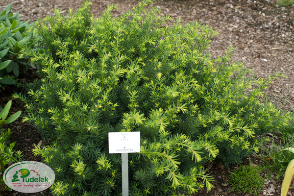 taxus_media_farmen