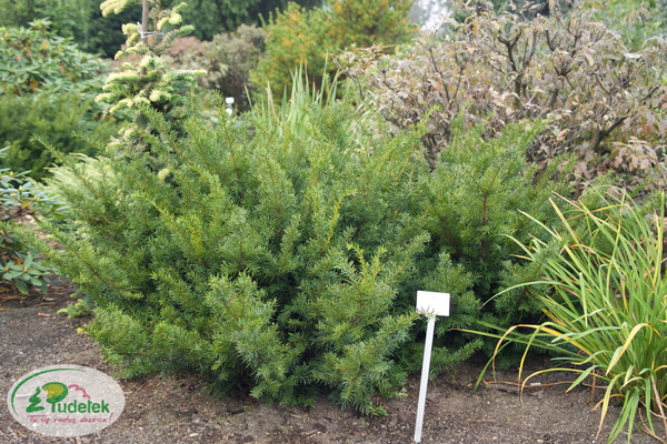 taxus_media_selektion_kordes