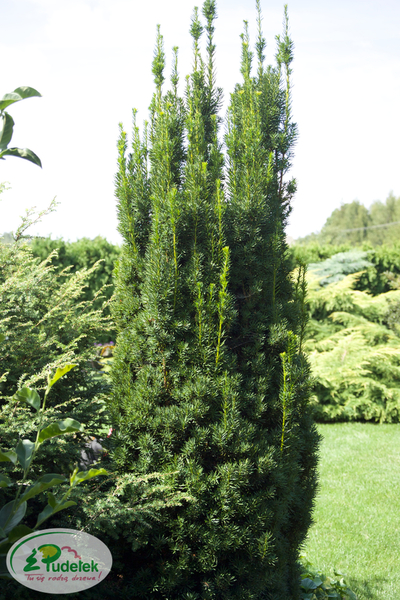 taxus_media_viridis