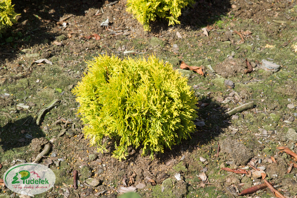 thuja_occidentalis_amber_glow