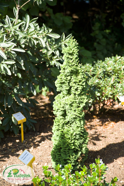 thuja_occidentalis_brobecks_tower