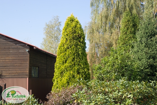 thuja_occidentalis_europa_gold