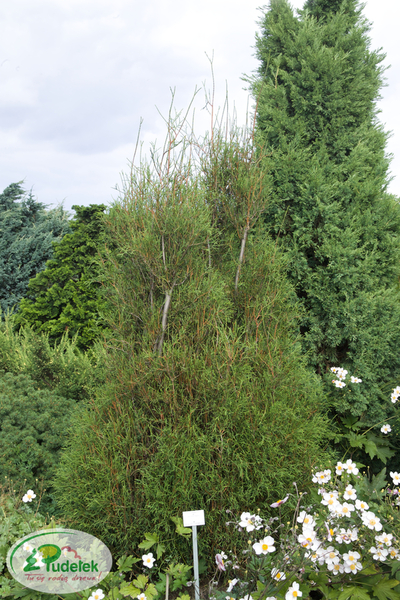 thuja_occidentalis_filiformis