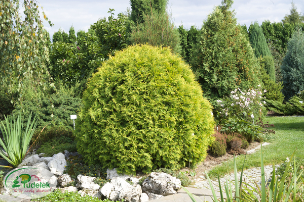 thuja_occidentalis_golden_globe