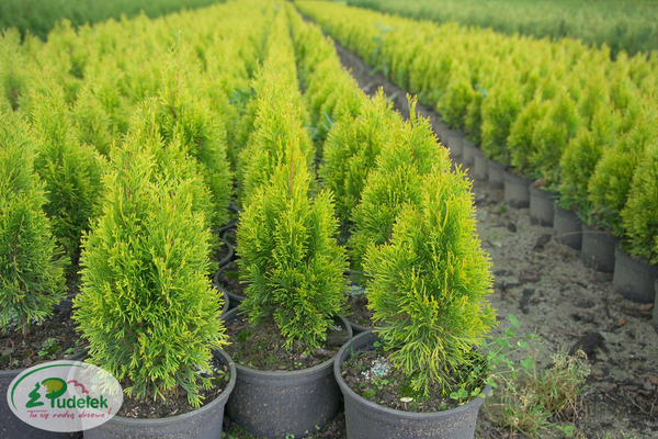 thuja_occidentalis_golden_smaragd