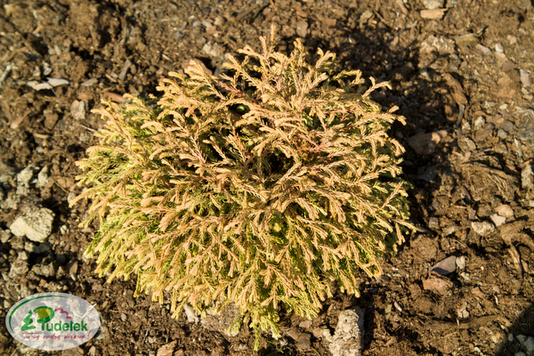thuja_occidentalis_golden_tuffet