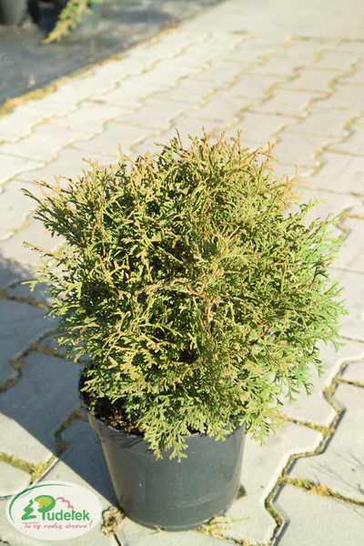 thuja_occidentalis_hoseri