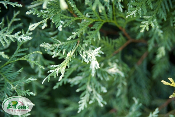 thuja_occidentalis_litomyśl