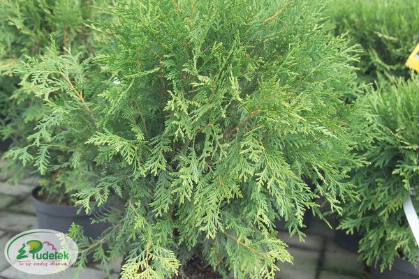 thuja_occidentalis_little_champion