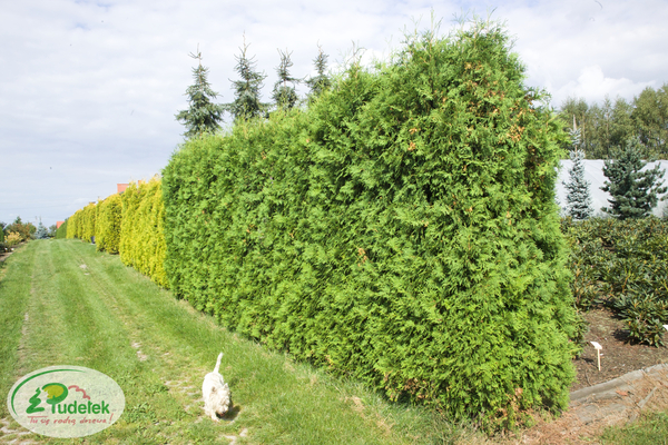 thuja_occidentalis_lombarts_wintergreen