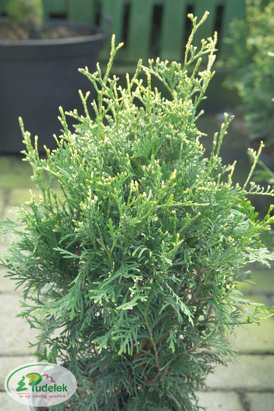 thuja_occidentalis_meineckes_zwerg