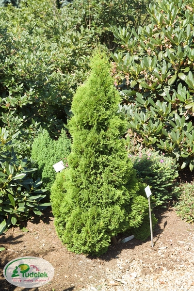 thuja_occidentalis_miky