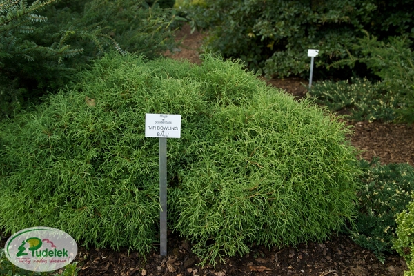 thuja_occidentalis_mr_bowling_ball