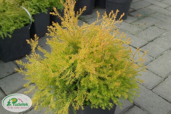 thuja_occidentalis_rheingold