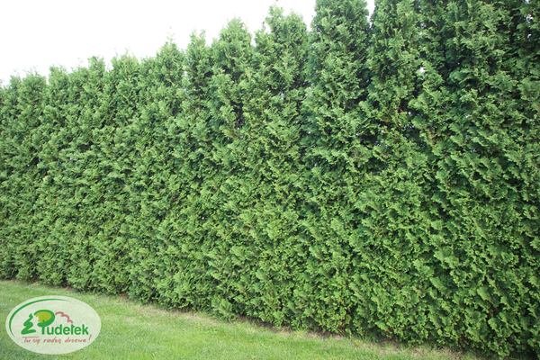 thuja_occidentalis_spiralis
