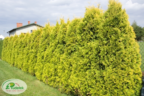 thuja_occidentalis_sunkist