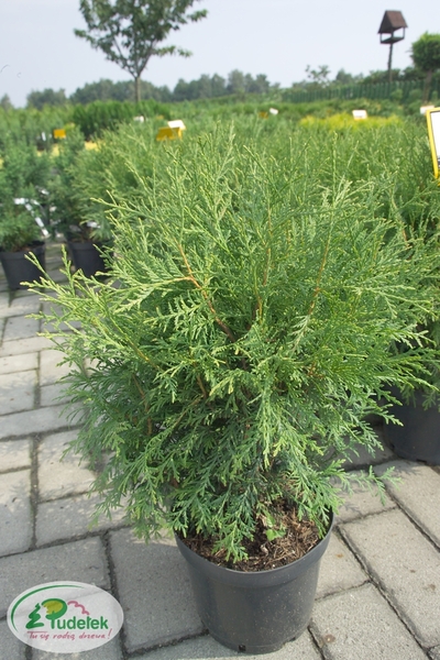 thuja_occidentalis_umbraculifera