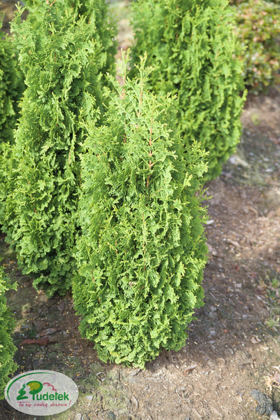 thuja_occidentalis_zmatlik