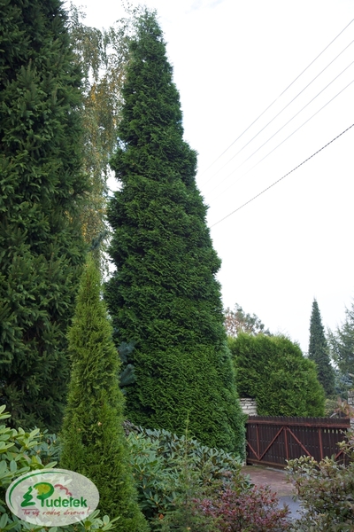 thuja_plicata_gelderland