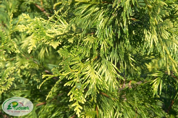 thuja_plicata_zebrina_extra_gold