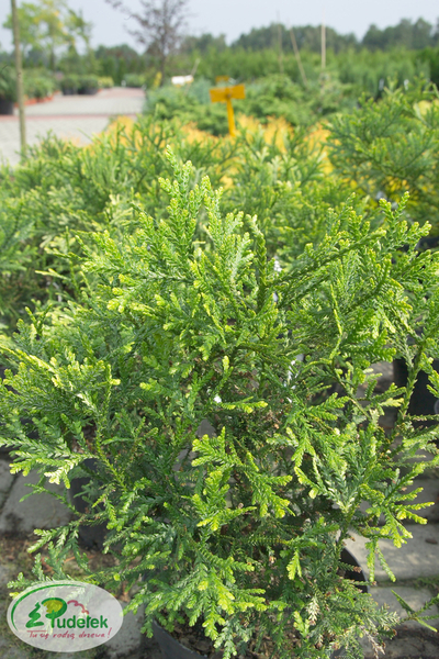 thujopsis_dolabrata_variegata