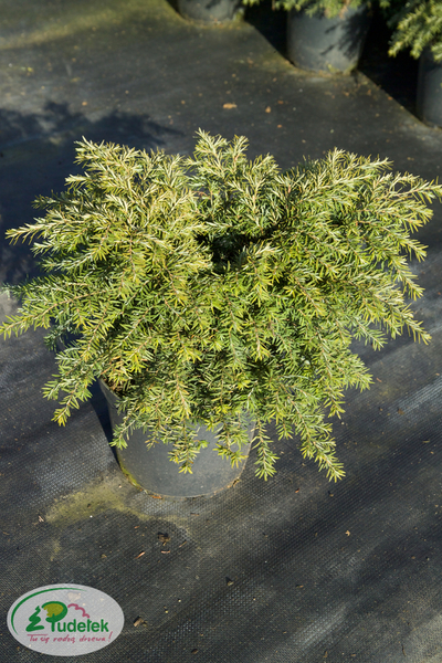 tsuga_canadensis_jeddeloh